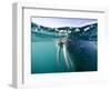 Walrus Swimming at Water Surface Near Tiholmane Island-Paul Souders-Framed Photographic Print