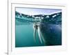 Walrus Swimming at Water Surface Near Tiholmane Island-Paul Souders-Framed Photographic Print