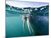 Walrus Swimming at Water Surface Near Tiholmane Island-Paul Souders-Mounted Photographic Print