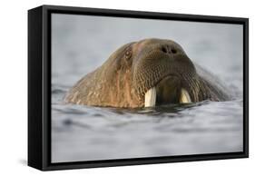 Walrus Swimming in Bjornbukta Bay on Summer Evening-Paul Souders-Framed Stretched Canvas