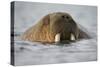 Walrus Swimming in Bjornbukta Bay on Summer Evening-Paul Souders-Stretched Canvas