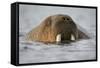 Walrus Swimming in Bjornbukta Bay on Summer Evening-Paul Souders-Framed Stretched Canvas