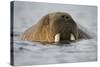 Walrus Swimming in Bjornbukta Bay on Summer Evening-Paul Souders-Stretched Canvas