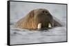 Walrus Swimming in Bjornbukta Bay on Summer Evening-Paul Souders-Framed Stretched Canvas