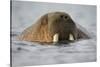 Walrus Swimming in Bjornbukta Bay on Summer Evening-Paul Souders-Stretched Canvas