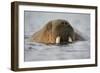 Walrus Swimming in Bjornbukta Bay on Summer Evening-Paul Souders-Framed Photographic Print