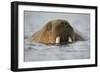 Walrus Swimming in Bjornbukta Bay on Summer Evening-Paul Souders-Framed Photographic Print