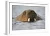 Walrus Swimming in Bjornbukta Bay on Summer Evening-Paul Souders-Framed Photographic Print