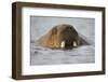 Walrus Swimming in Bjornbukta Bay on Summer Evening-Paul Souders-Framed Photographic Print