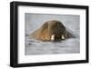 Walrus Swimming in Bjornbukta Bay on Summer Evening-Paul Souders-Framed Photographic Print