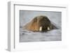 Walrus Swimming in Bjornbukta Bay on Summer Evening-Paul Souders-Framed Photographic Print