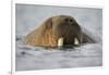 Walrus Swimming in Bjornbukta Bay on Summer Evening-Paul Souders-Framed Photographic Print