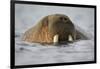 Walrus Swimming in Bjornbukta Bay on Summer Evening-Paul Souders-Framed Photographic Print