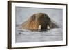 Walrus Swimming in Bjornbukta Bay on Summer Evening-Paul Souders-Framed Photographic Print