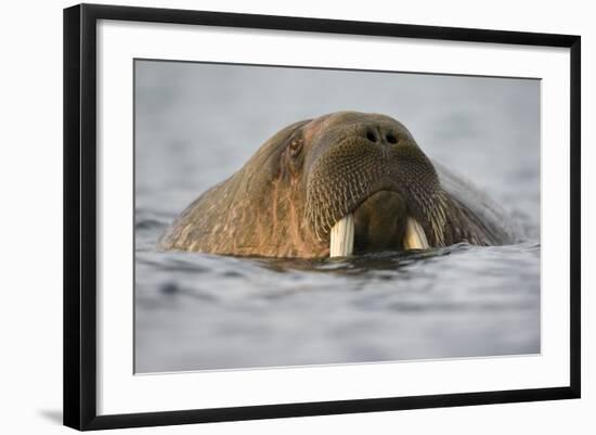 Walrus Swimming in Bjornbukta Bay on Summer Evening-Paul Souders-Framed Photographic Print