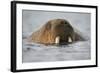 Walrus Swimming in Bjornbukta Bay on Summer Evening-Paul Souders-Framed Photographic Print