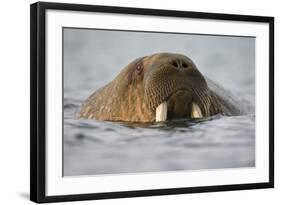 Walrus Swimming in Bjornbukta Bay on Summer Evening-Paul Souders-Framed Photographic Print