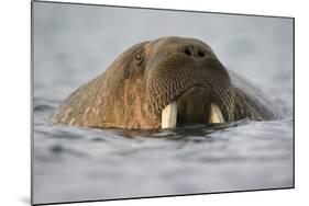 Walrus Swimming in Bjornbukta Bay on Summer Evening-Paul Souders-Mounted Photographic Print