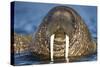 Walrus Swimming Near Tiholmane Island-Paul Souders-Stretched Canvas