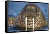 Walrus Swimming Near Tiholmane Island-Paul Souders-Framed Stretched Canvas