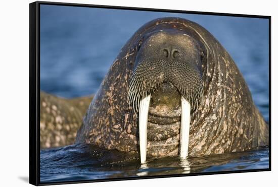 Walrus Swimming Near Tiholmane Island-Paul Souders-Framed Stretched Canvas