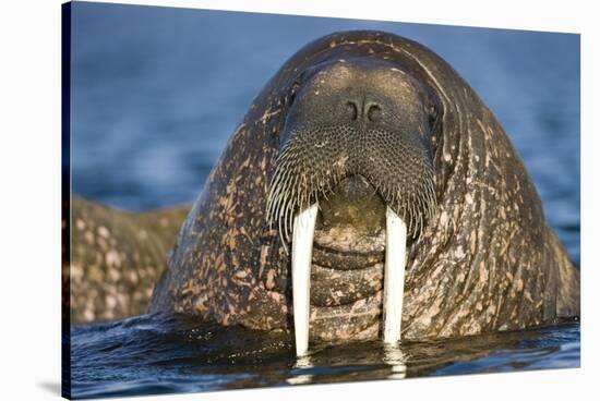 Walrus Swimming Near Tiholmane Island-Paul Souders-Stretched Canvas