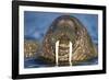 Walrus Swimming Near Tiholmane Island-Paul Souders-Framed Photographic Print