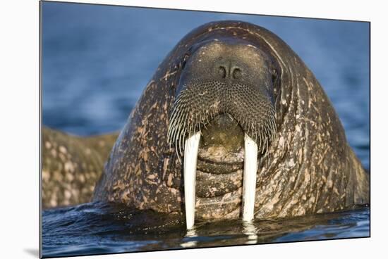 Walrus Swimming Near Tiholmane Island-Paul Souders-Mounted Photographic Print