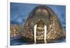 Walrus Swimming Near Tiholmane Island-Paul Souders-Framed Photographic Print