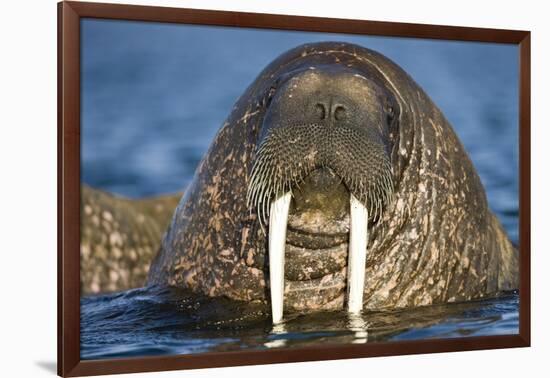 Walrus Swimming Near Tiholmane Island-Paul Souders-Framed Photographic Print