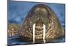 Walrus Swimming Near Tiholmane Island-Paul Souders-Mounted Photographic Print