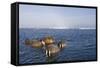 Walrus Swimming Off Shore at Tiholmane Island-Paul Souders-Framed Stretched Canvas