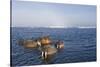 Walrus Swimming Off Shore at Tiholmane Island-Paul Souders-Stretched Canvas