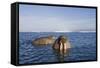 Walrus Swimming Off Shore at Tiholmane Island-Paul Souders-Framed Stretched Canvas