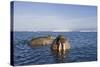 Walrus Swimming Off Shore at Tiholmane Island-Paul Souders-Stretched Canvas