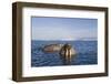 Walrus Swimming Off Shore at Tiholmane Island-Paul Souders-Framed Photographic Print