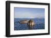 Walrus Swimming Off Shore at Tiholmane Island-Paul Souders-Framed Photographic Print