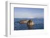 Walrus Swimming Off Shore at Tiholmane Island-Paul Souders-Framed Photographic Print