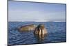 Walrus Swimming Off Shore at Tiholmane Island-Paul Souders-Mounted Photographic Print