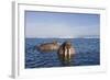 Walrus Swimming Off Shore at Tiholmane Island-Paul Souders-Framed Photographic Print