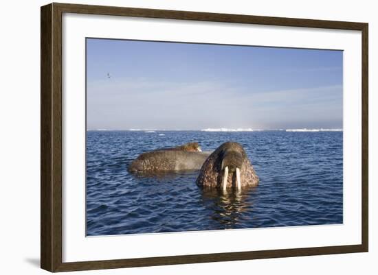 Walrus Swimming Off Shore at Tiholmane Island-Paul Souders-Framed Photographic Print