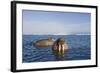 Walrus Swimming Off Shore at Tiholmane Island-Paul Souders-Framed Photographic Print