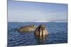 Walrus Swimming Off Shore at Tiholmane Island-Paul Souders-Mounted Photographic Print