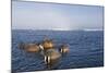 Walrus Swimming Off Shore at Tiholmane Island-Paul Souders-Mounted Photographic Print