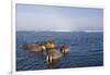 Walrus Swimming Off Shore at Tiholmane Island-Paul Souders-Framed Photographic Print