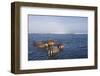 Walrus Swimming Off Shore at Tiholmane Island-Paul Souders-Framed Photographic Print