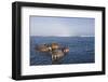 Walrus Swimming Off Shore at Tiholmane Island-Paul Souders-Framed Photographic Print