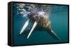 Walrus Swimming under Surface of Water Near Tiholmane Island-Paul Souders-Framed Stretched Canvas