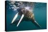 Walrus Swimming under Surface of Water Near Tiholmane Island-Paul Souders-Stretched Canvas