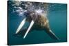 Walrus Swimming under Surface of Water Near Tiholmane Island-Paul Souders-Stretched Canvas